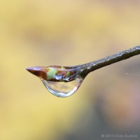 /album/galerie-photos/frida-dumont-img-4781-jpg/